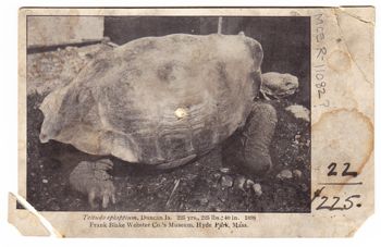 Media type: image;   Herpetology R-11082